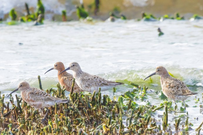 Краснозобик США