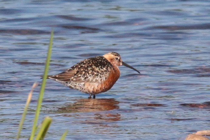 Краснозобик птица