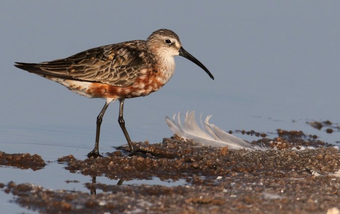 Calidris ferruginea