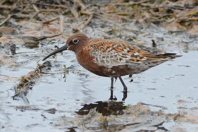 Птичка краснозобик