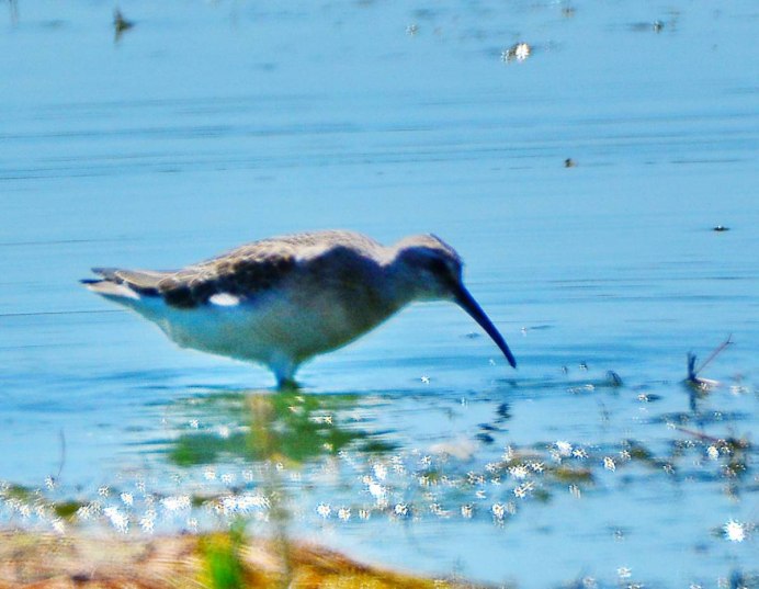 The Curlew Sandpiper (Calidris ferruginea)