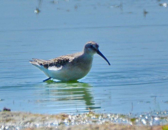 The Curlew Sandpiper (Calidris ferruginea)