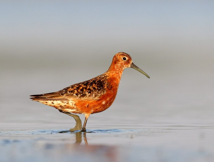 Краснозобик птица