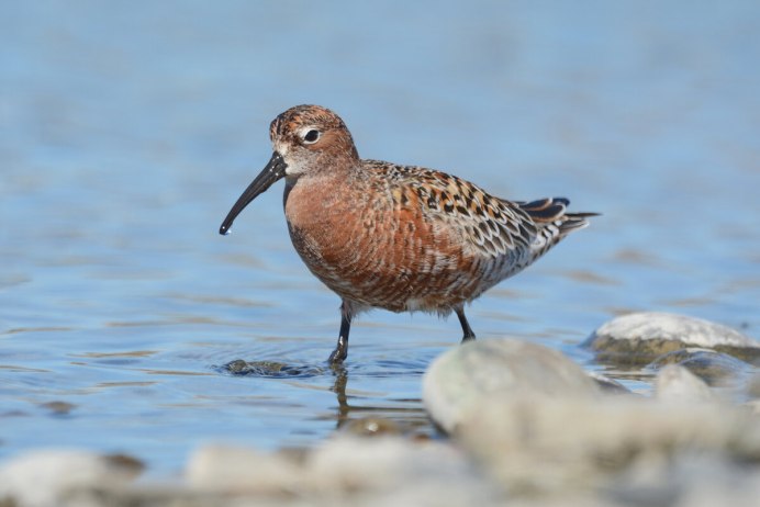 Краснозобик птенец