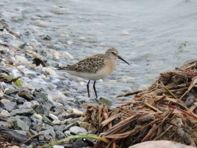 The Curlew Sandpiper (Calidris ferruginea)