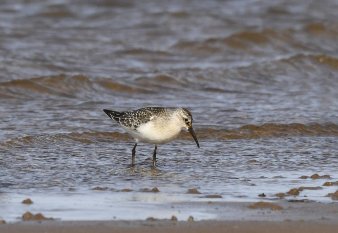 Птицы Таймыра