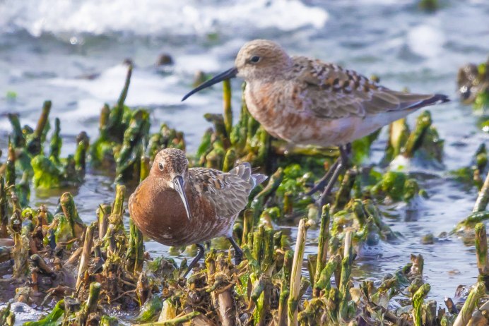 Calidris ferruginea