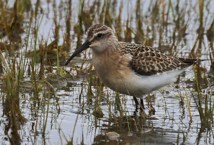 Краснозобик птица