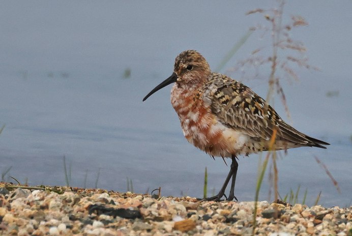 Краснозобик осенью
