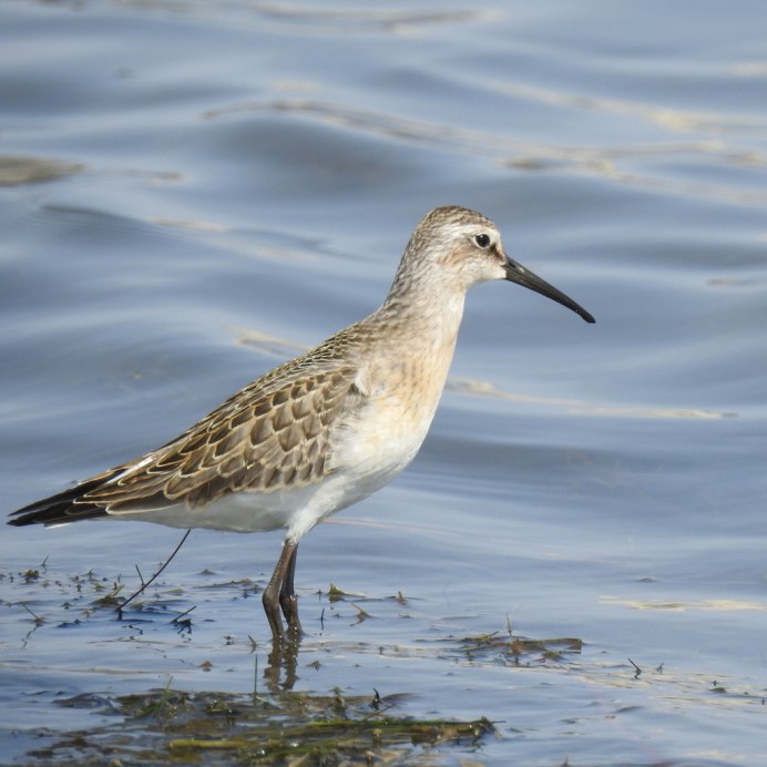 Calidris ferruginea определитель
