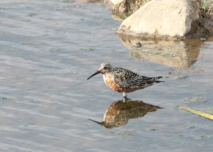 Краснозобик гнездо