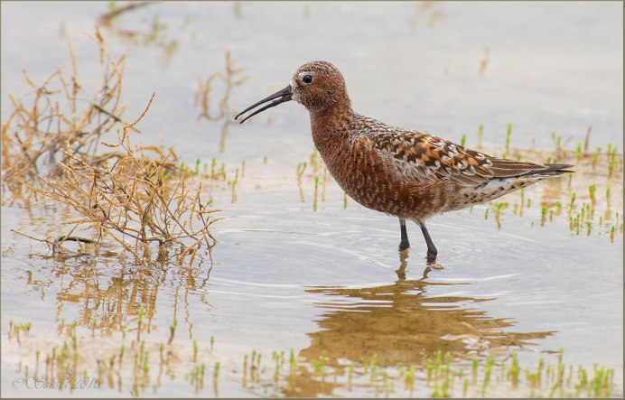 Кулик краснозобик