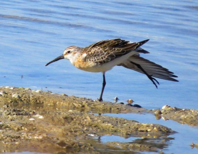 Песочник краснозобик полет