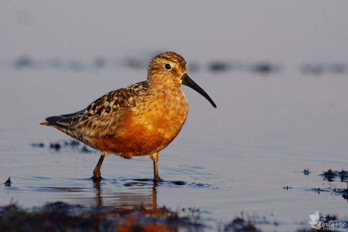 Краснозобик птица