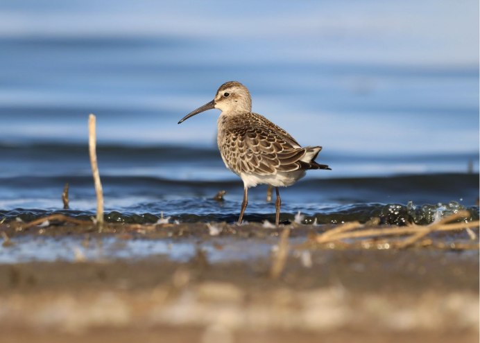 Краснозобик болотный фото