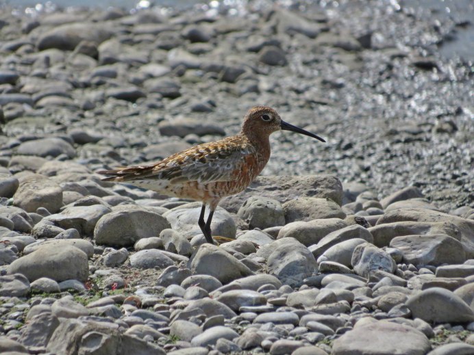 Кулик-Воробей - Calidris minuta