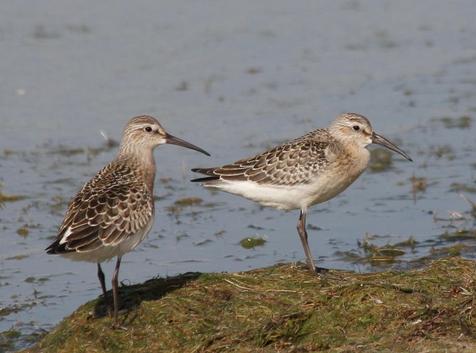 Краснозобик Сахалин фото