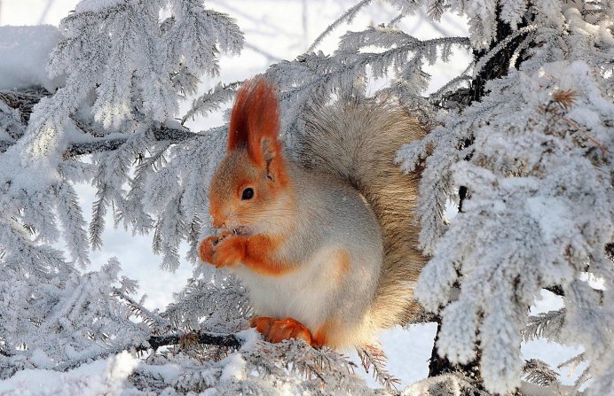 Животные в зимнем лесу