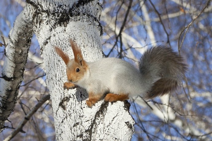 Зима животные