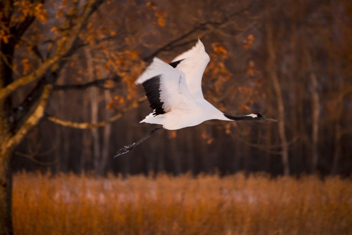Полет птиц Журавли