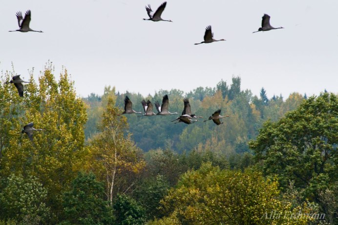 Осенний журавлиный Клин