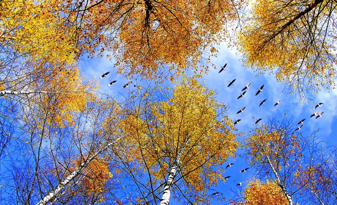 Стайки птиц улетающих на Юг Журавли