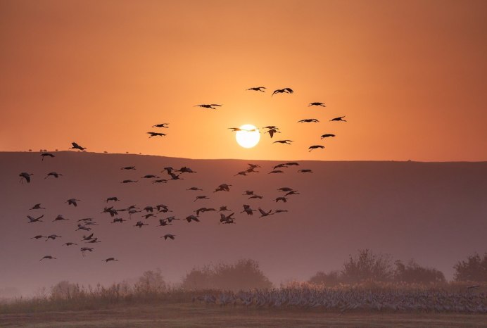 Серый журавль Клин