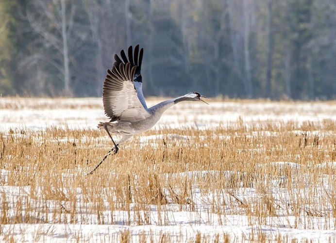 Птицы в небе