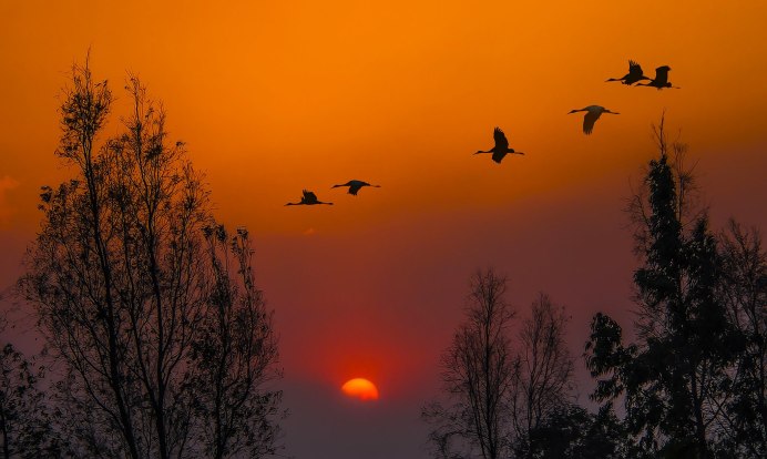 Летят Журавли