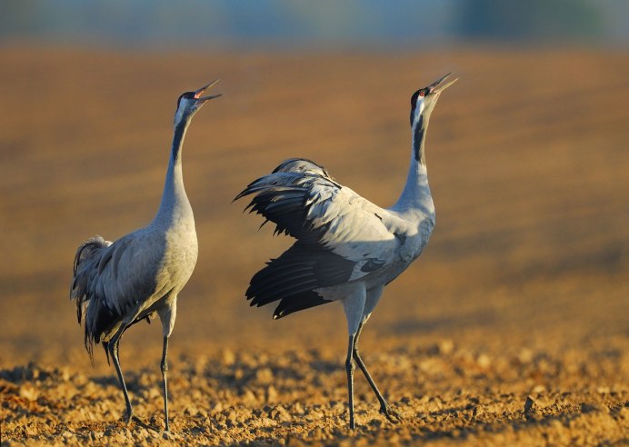 Журавлиный Клин в небе