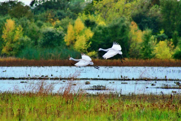 Журавли осень красота