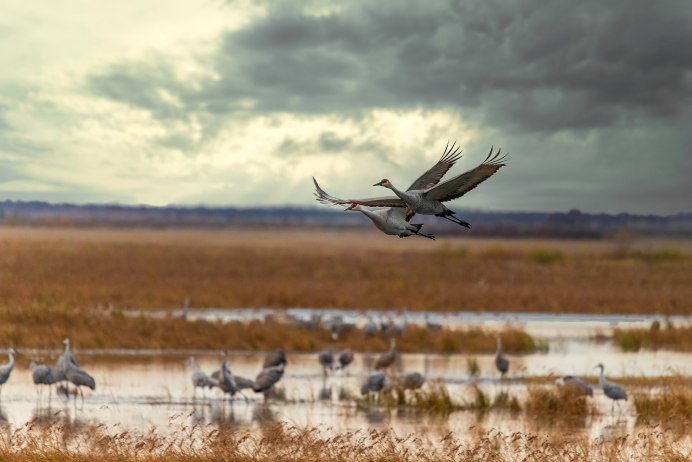 Заповедник Белогорья Аисты