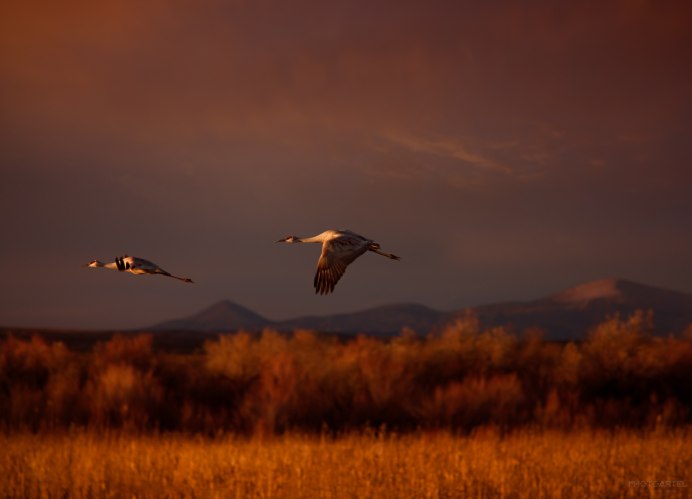 Осень Журавли