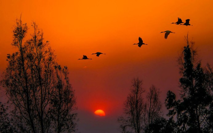 Перелетные птицы улетают на Юг