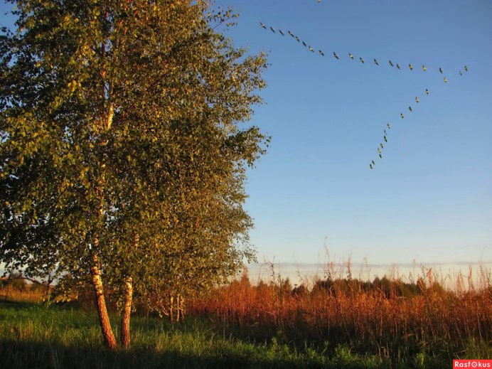 Осень журавлиный Клин