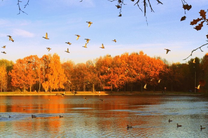 Птички улетели в теплые края