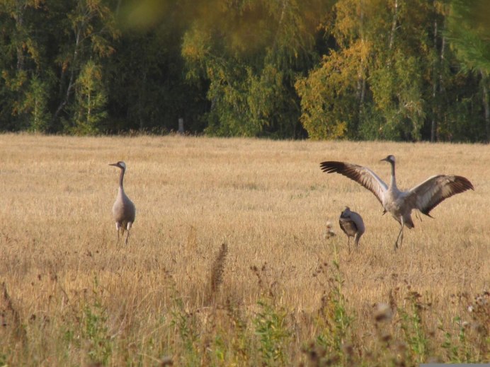 Журавлиный Клин картина