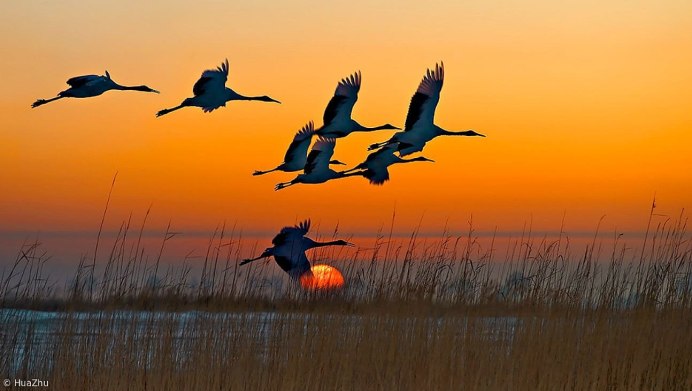 Журавли на закате