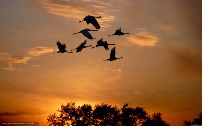 Осень журавлиный Клин