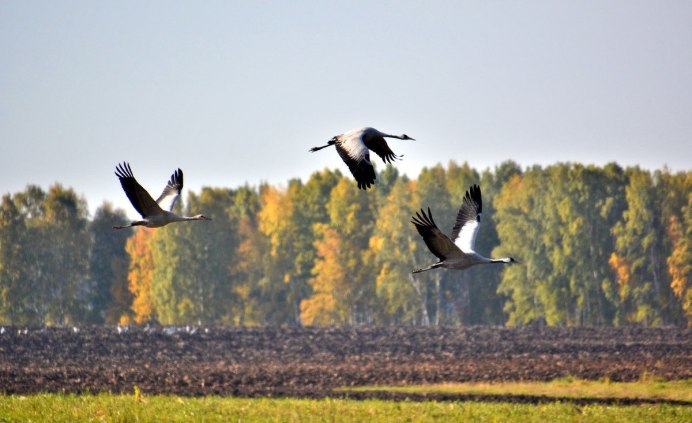 Журавлиный Клин осенью живопись