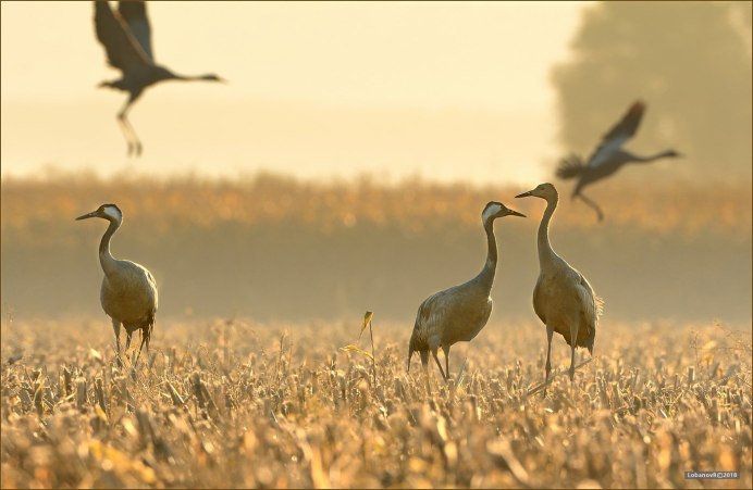 Журавлиная Родина Сергиев Посад