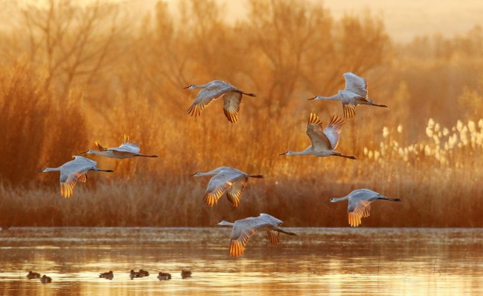 Осенние птицы