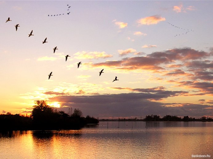 Перелетные птицы улетают на Юг