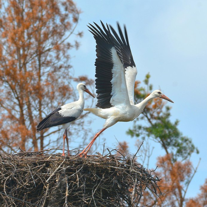 Стая журавлей