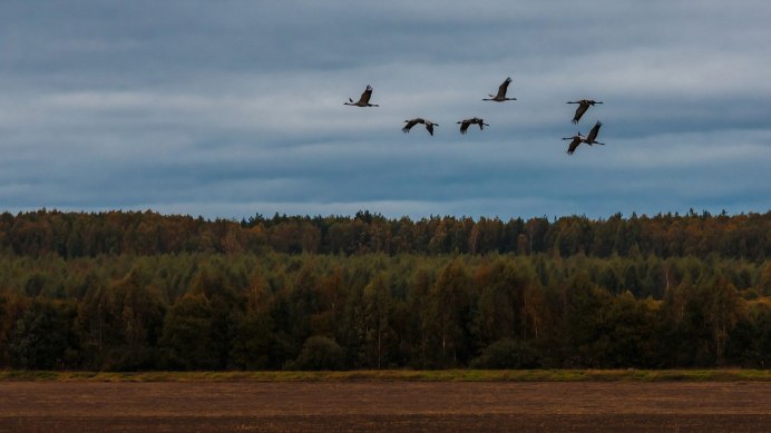 Отлет журавлей на Юг