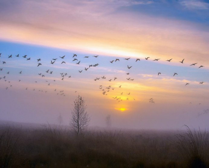 Птицы улетают на Юг