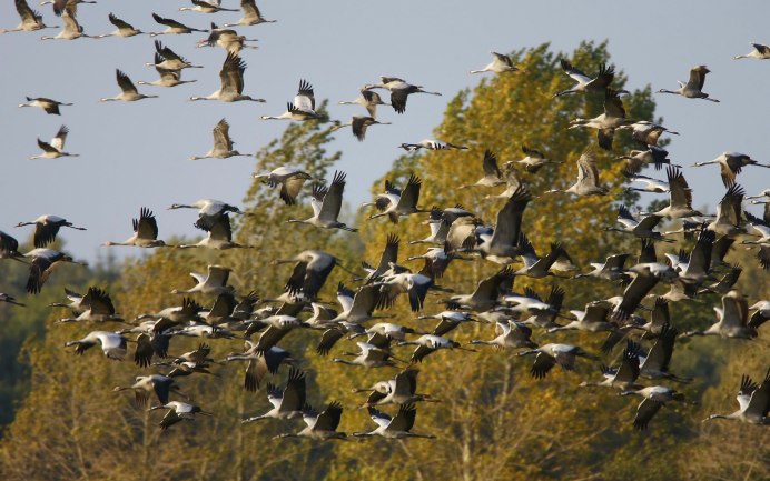 Клин журавлей