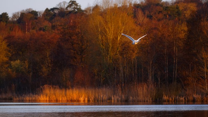 Перелетные птицы улетают на Юг