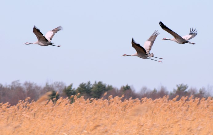 Лебеди над озером