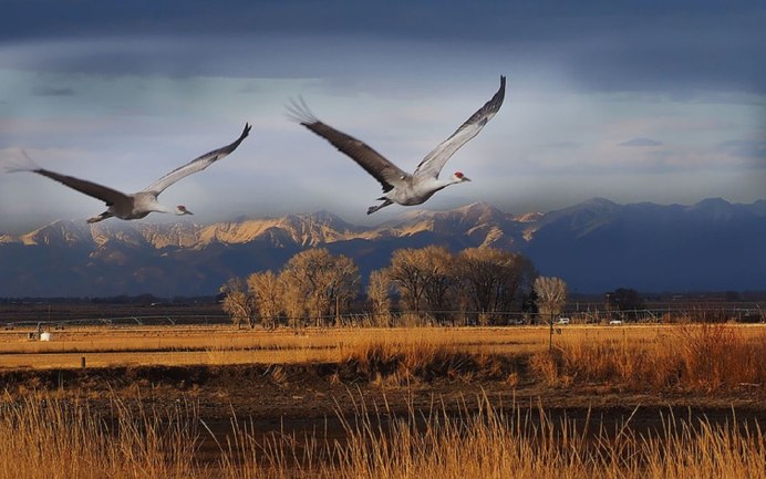 Птицы над полем